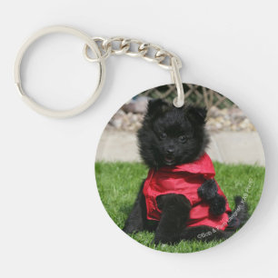 Svart Pomeranian valp tittar kamera