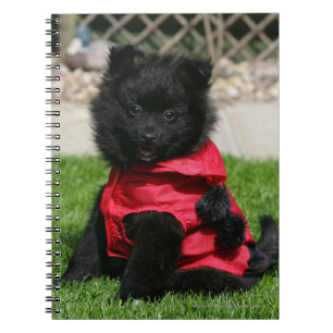 Svart Pomeranian valp tittar kamera Anteckningsbok Med Spiral