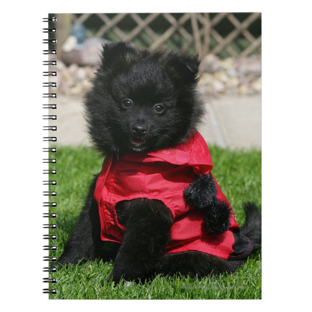 Svart Pomeranian valp tittar kamera Anteckningsbok Med Spiral (Framsidan)