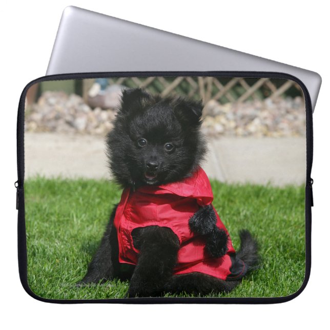 Svart Pomeranian valp tittar kamera Laptop Sleeve (Framsidan)