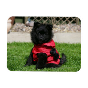 Svart Pomeranian valp tittar kamera Magnet