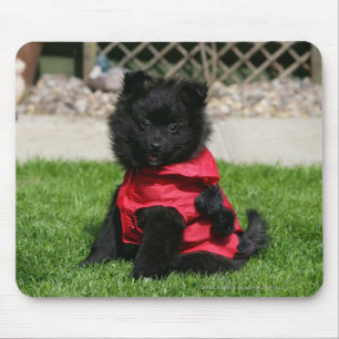 Svart Pomeranian valp tittar kamera Musmatta