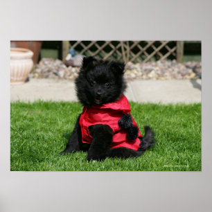 Svart Pomeranian valp tittar kamera Poster