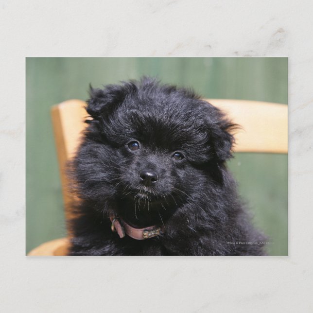 Svart Pomeranian valp Vykort (Framsida)