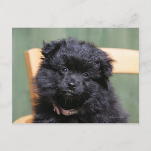 Svart Pomeranian valp Vykort
