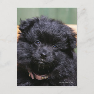 Svart Pomeranian valp Vykort