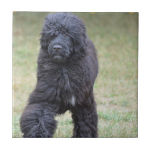 Svart portugisisk vattenhund kakelplatta