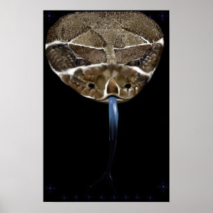 Svart Poster av Rattle Snake Head