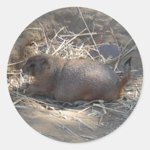 Svart Prairie-Hund #3 Runt Klistermärke