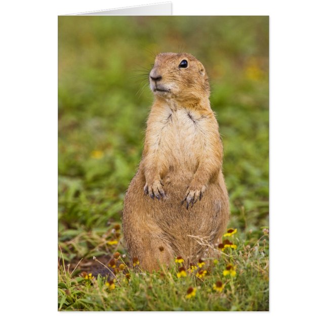 Svart Prairie Hund Cynomys Hälsningskort (Framsidan)