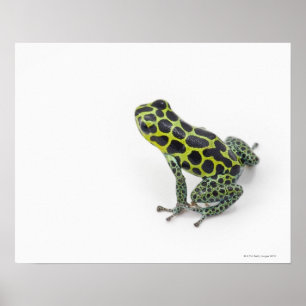 Svart prickig grön giftpilgroda poster