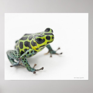 Svart prickig grön giftpilgroda (Ranitomeya Poster