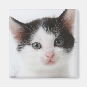 Svart prickig kattunge magnet