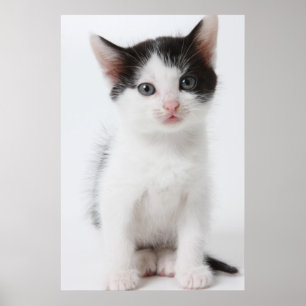 Svart prickig kattunge poster