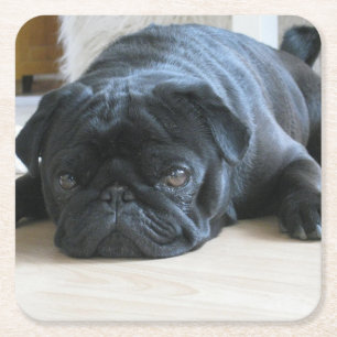 svart pug flat underlägg papper kvadrat