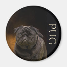 Svart pug Fridge Magnet