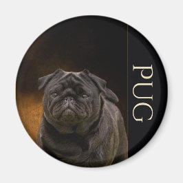 Svart pug Fridge Magnet