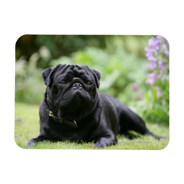 Svart pug-läge nedåt magnet (Horisontell)