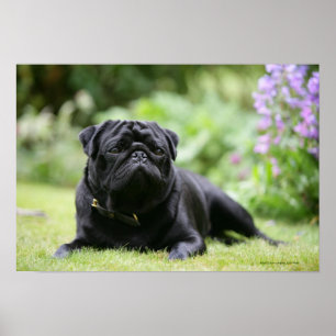 Svart pug-läge nedåt poster