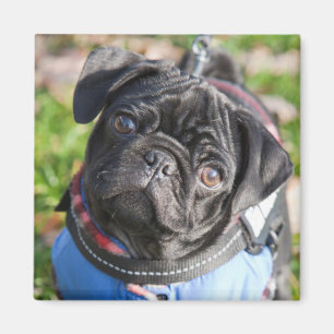 Svart pug Puppy med Jacka Magnet