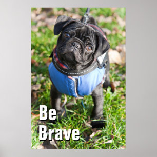 Svart pug Puppy med Jacka Poster