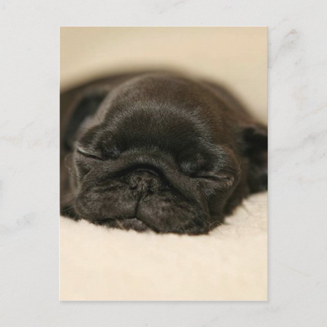 Svart pug Puppy Sleeping Vykort (Framsida)