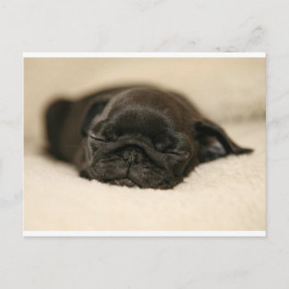 Svart pug Puppy Sleeping Vykort