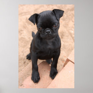 Svart puggvalp poster
