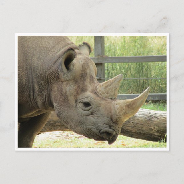 Svart rhino vykort (Framsida)