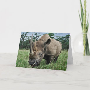 Svart Rhinoceros  Kenya Kort