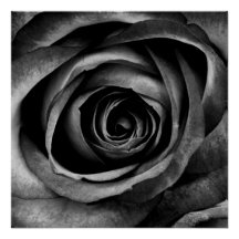 Svart Ro Flower Blommigt Decorative Vintage