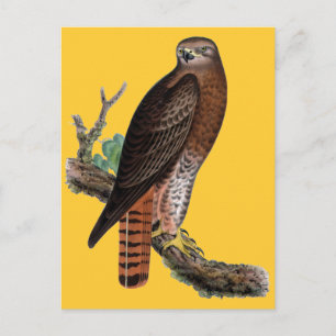 Svart, röd Hawk Vykort