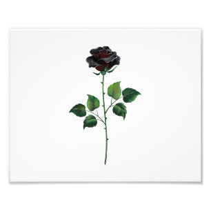 Svart rosenblomma fototryck