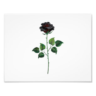 Svart rosenblomma fototryck