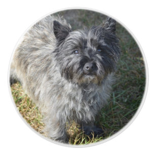 Svart röseTerrier Knopp
