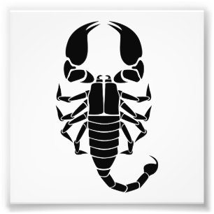 svart scorpion fototryck