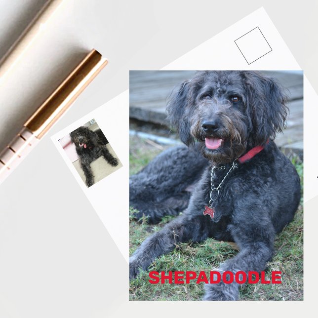 Svart Shepadoodle Hund Fotografisk Vykort (Skapare uppladdad)