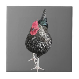 Svart skärande Cockerel nr 3 Kakelplatta