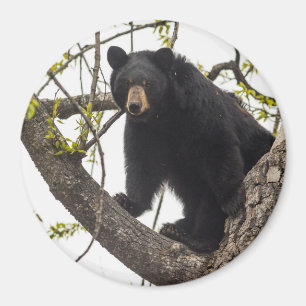 Svart skidbjörn magnet