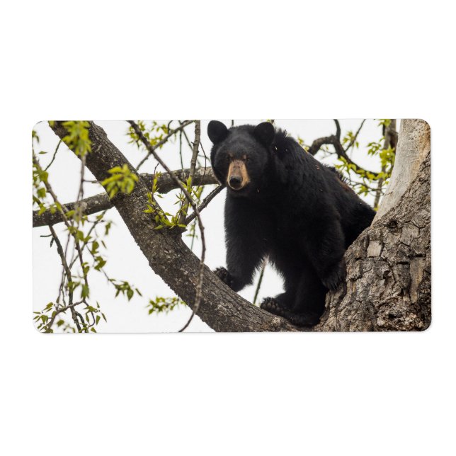 Svart skjut fraktsedel (Framsidan)