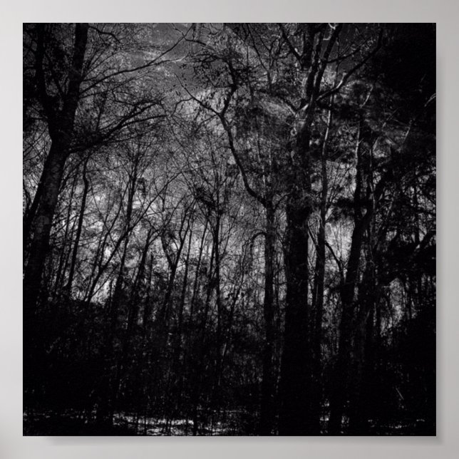 SVART SKOGAR PÅ POSTER (Framsidan)