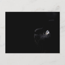 Svart skönhet - vykort