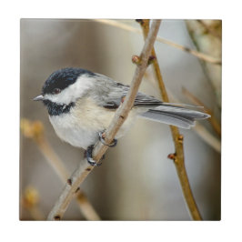 Svart, skyddat chickadee Ceramic Photo Tile Kakelplatta