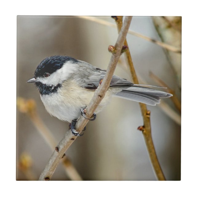 Svart, skyddat chickadee Ceramic Photo Tile Kakelplatta (Framsidan)