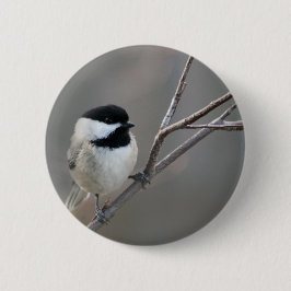 Svart skyddat chickadee-foto knapp