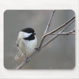 Svart skyddat chickadee-foto musmatta