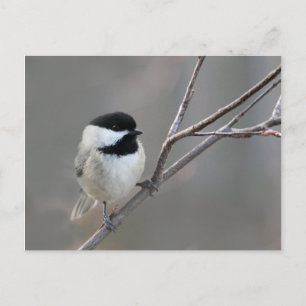 Svart skyddat chickadee-foto vykort