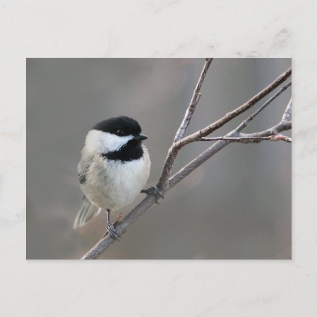 Svart skyddat chickadee-foto vykort (Framsida)