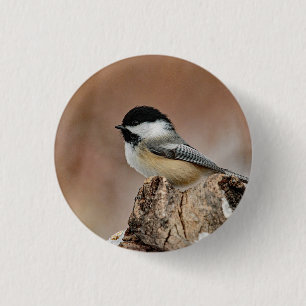 Svart, skyddat Chickadee Snö Photo Knapp