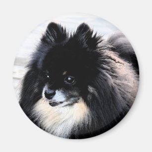 Svart & solbränd Pomeranian magnet